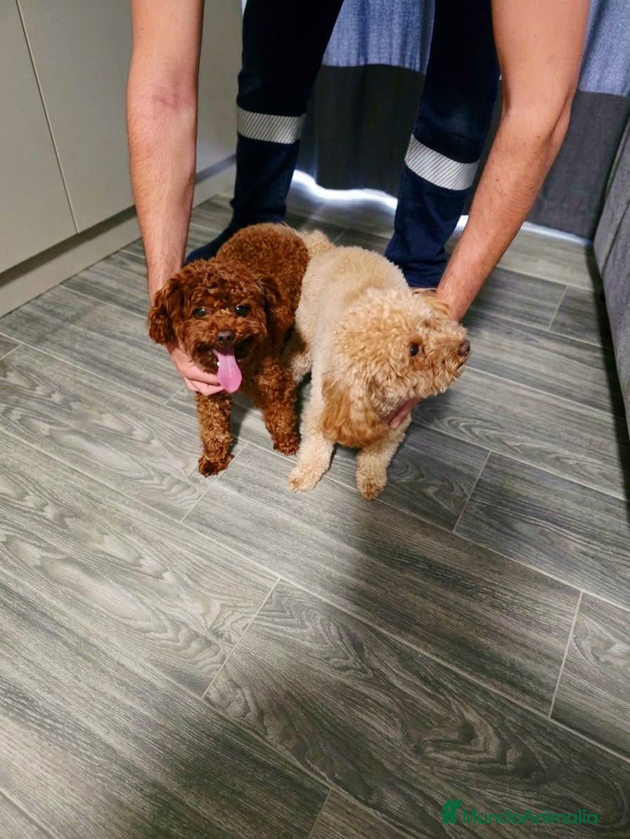 Caniche Toy perros SE OFRECE CANICHE TOY ASIATICO PARA MONTA  - Anuncio 2