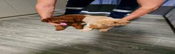 Caniche Toy perros para monta: SE OFRECE CANICHE TOY ASIATICO PARA MONTA  - Anuncio 1