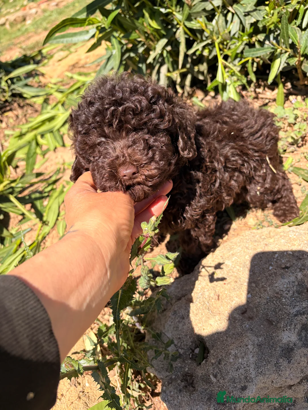 Raza Mixta perros en venta: Caniche chocolate  - Anuncio 1