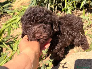 Raza Mixta perros Caniche chocolate - Anuncio 1