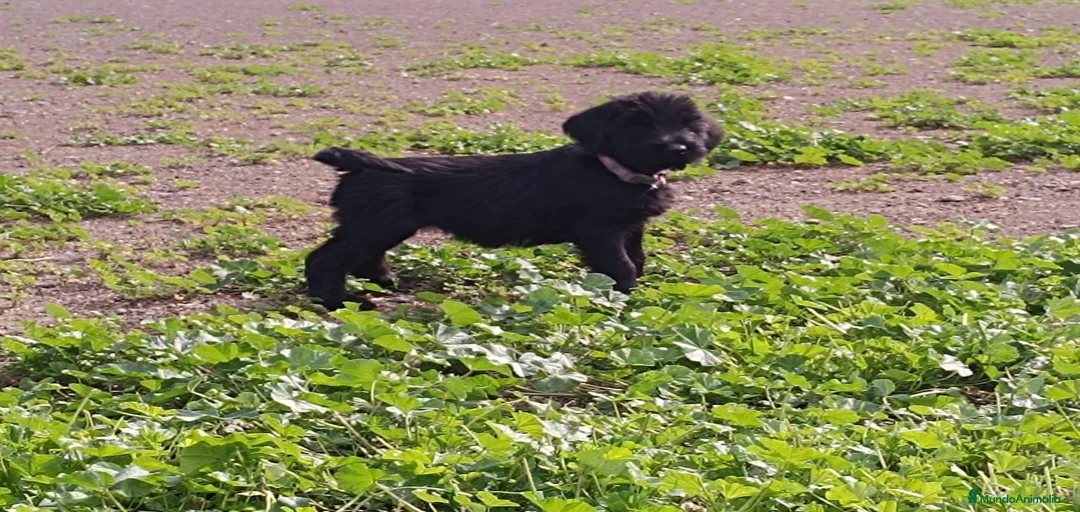 Imagen de galería {{count}}