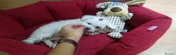 Bichón Maltés perros en venta: Bichón Maltés  - Anuncio 9