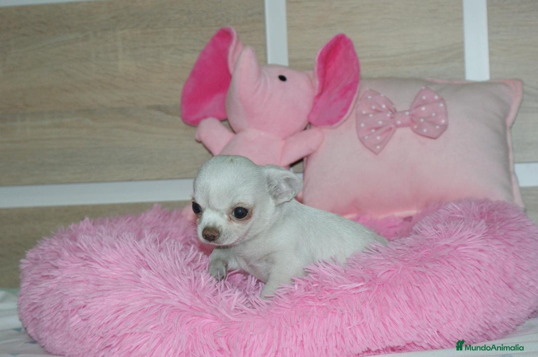 Chihuahua perros en venta: CHIHUAHUAS  - Imagen 9
