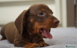 Teckel Miniatura perros en venta: ✨ FRISCO, PAU, SUNNY. PEQUEÑOS TECKEL MINIATURA ✨ - Imagen 1