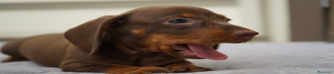PAO