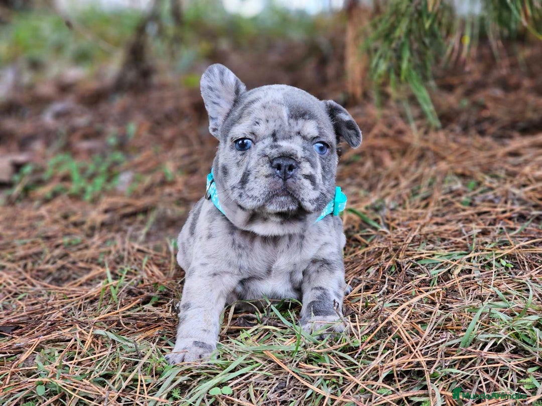 Bulldog Francés perros en venta: ‼️‼️BULLDOG FRANCES EXOTICOS - Anuncio 10
