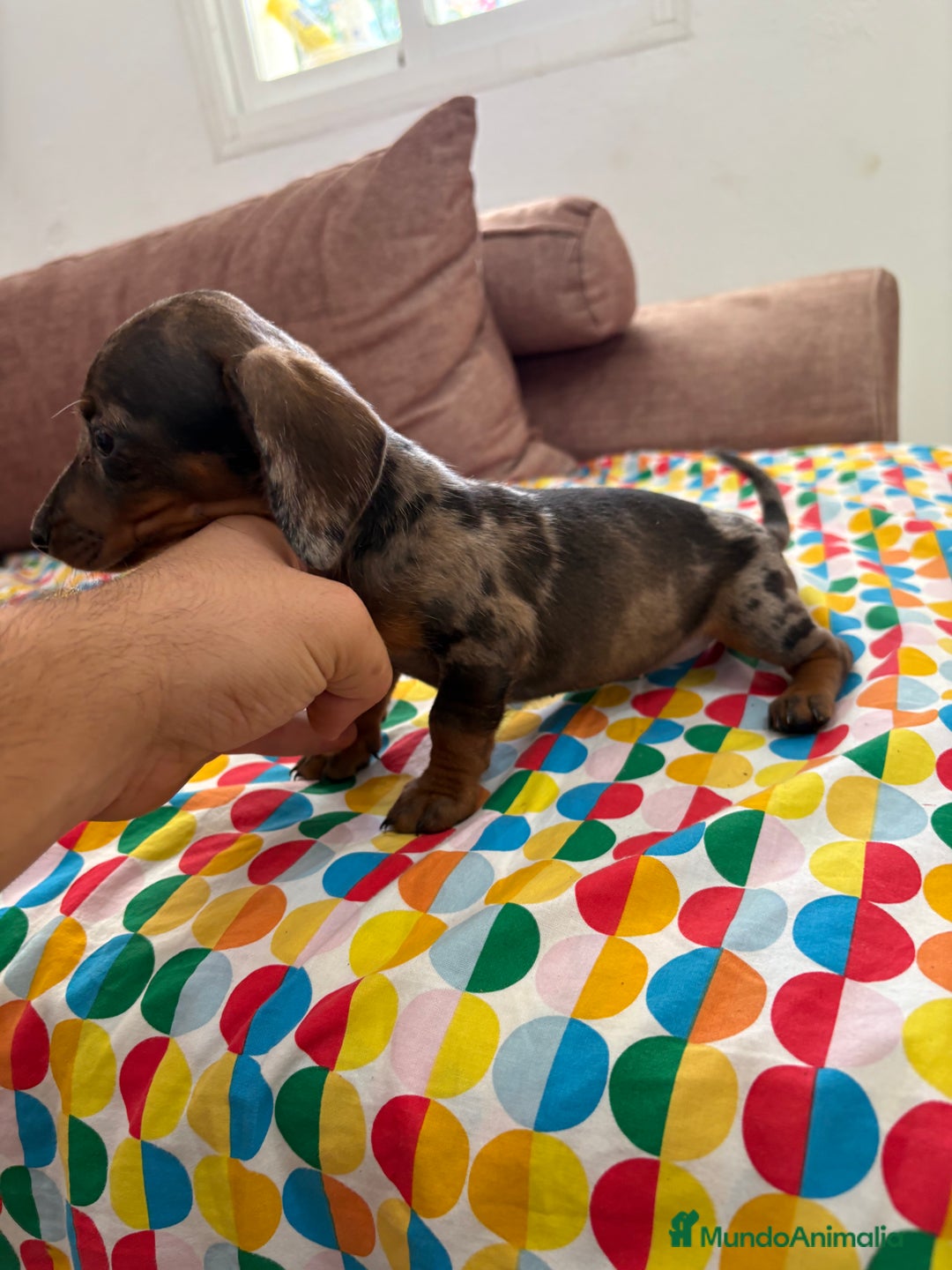 Teckel perros en venta: Teckel kaninchen  - Imagen 1