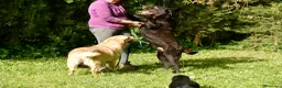 Labrador Retriever perros en venta: CACHORRA NEGRA LABRADOR RETRIEVER - Anuncio 10