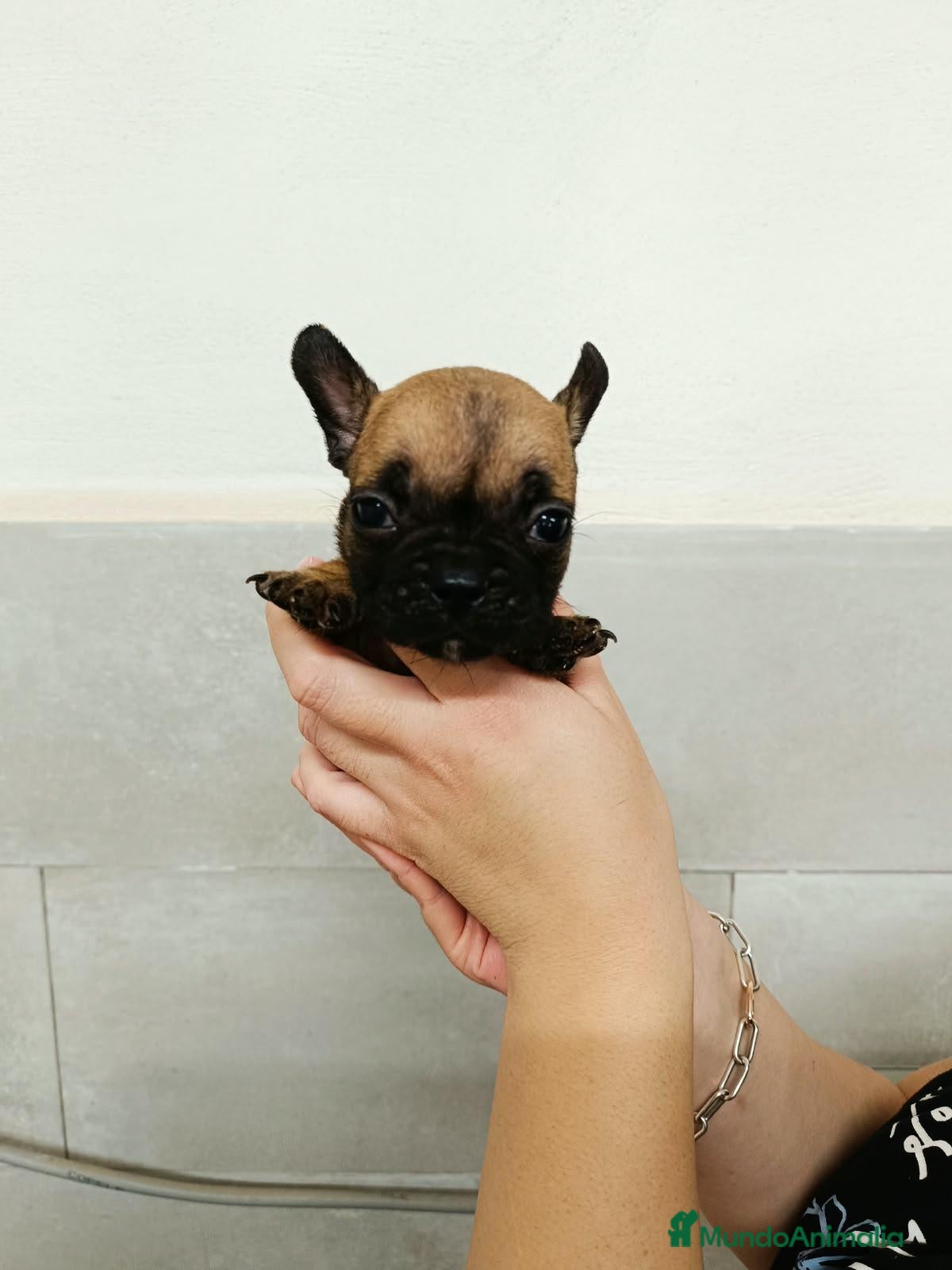 Bulldog Francés perros Bulldog francés  - Anuncio 3