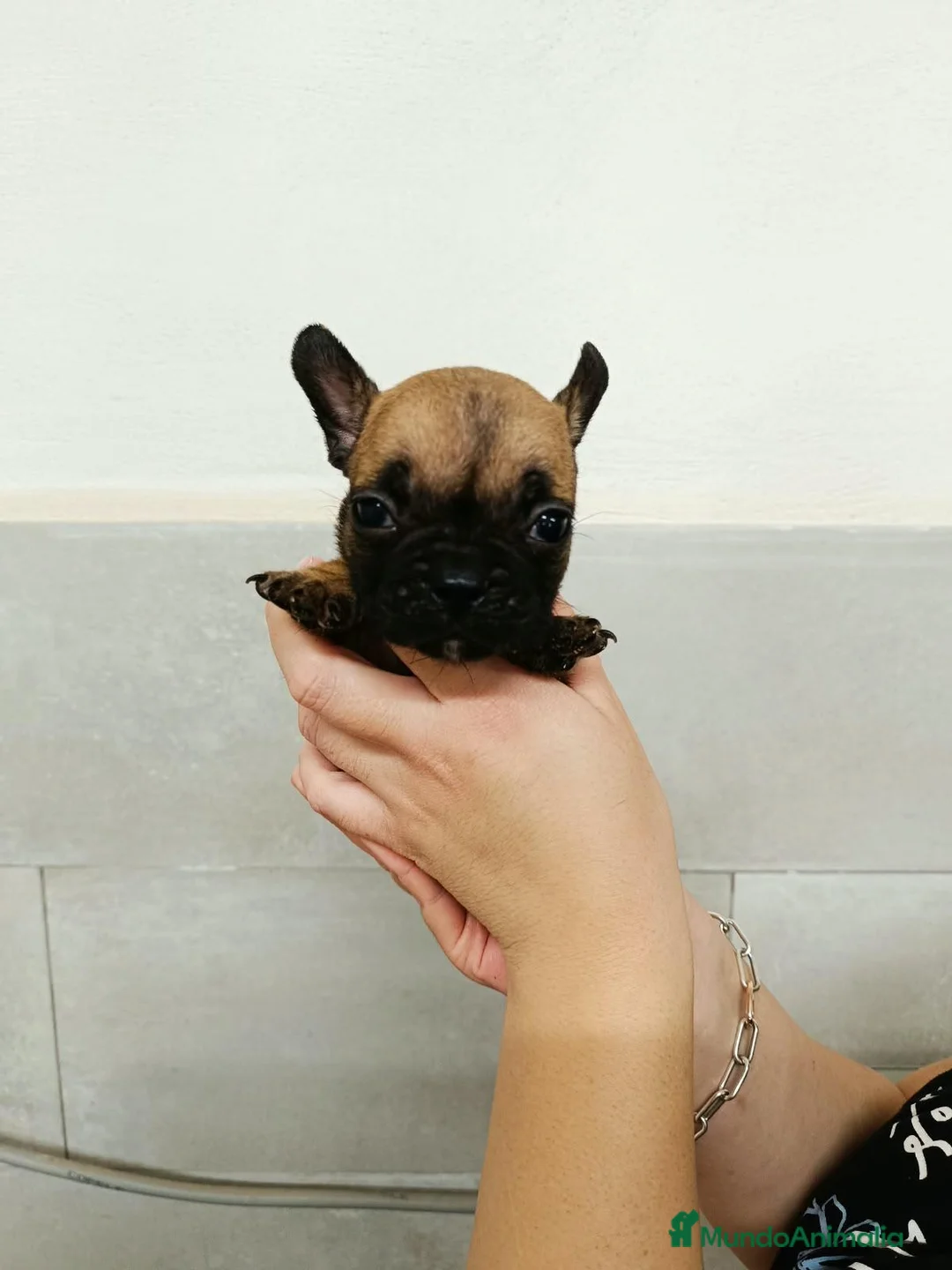 Bulldog Francés perros en venta: Bulldog francés  - Anuncio 1