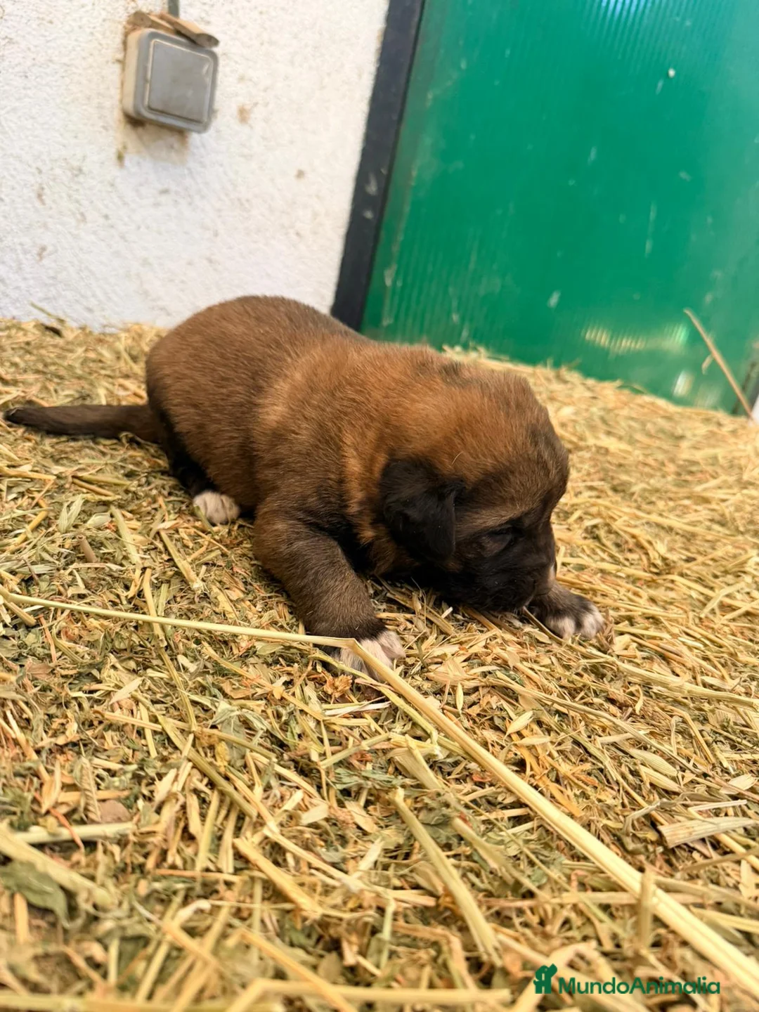 Raza Mixta perros en venta: Mestizo de mastín x Cáucaso  - Anuncio 7