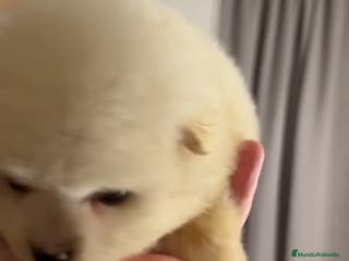 Pomerania perros Pomerania macho - Anuncio 1