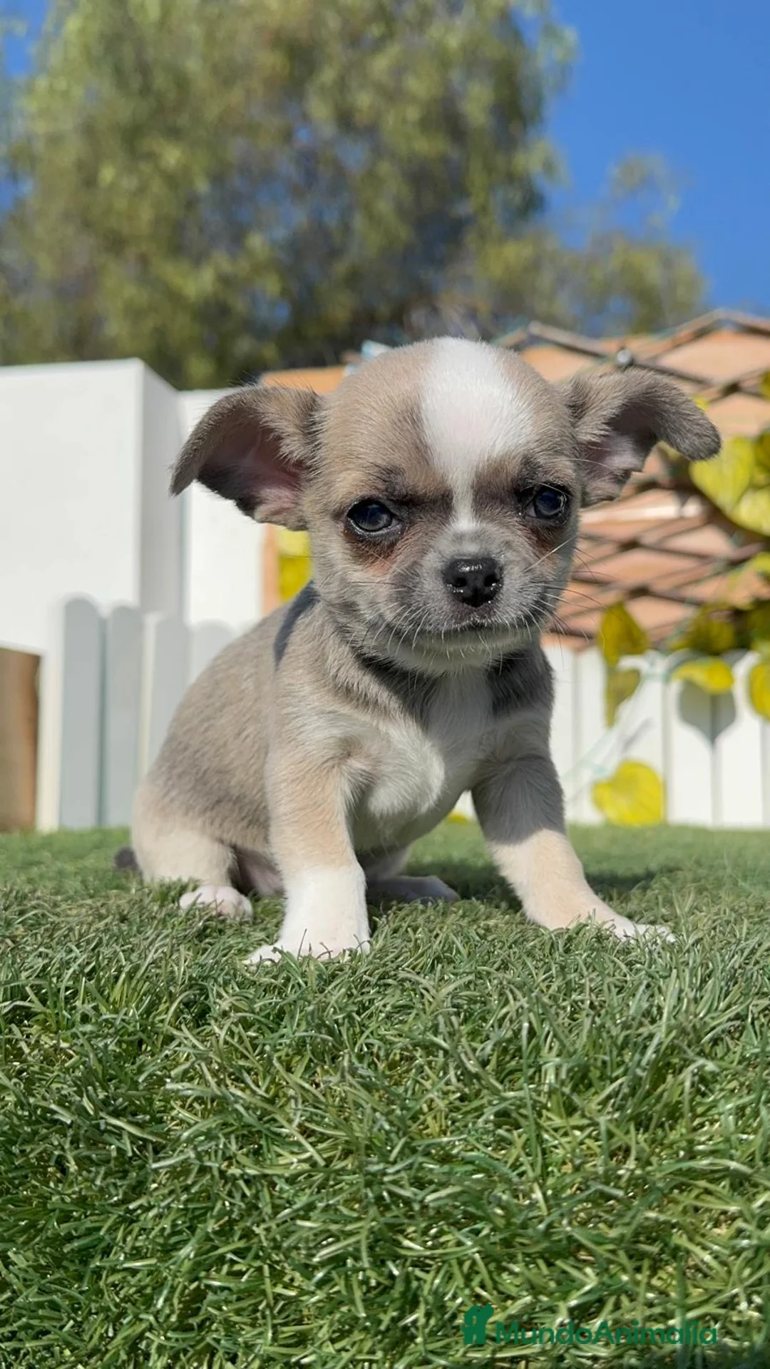 Chihuahua perros en venta: CHIHUAHUA MACHO - Anuncio 1
