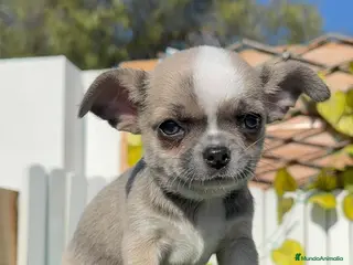 Chihuahua perros CHIHUAHUA MACHO - Anuncio 2
