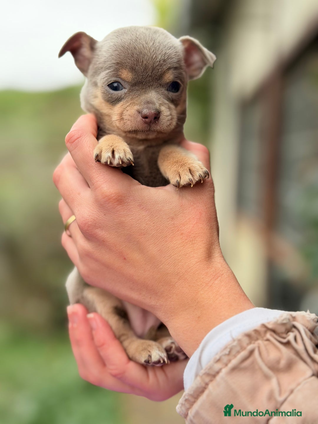 Chihuahua perros en venta: Chihuahua Minitoy  - Anuncio 4