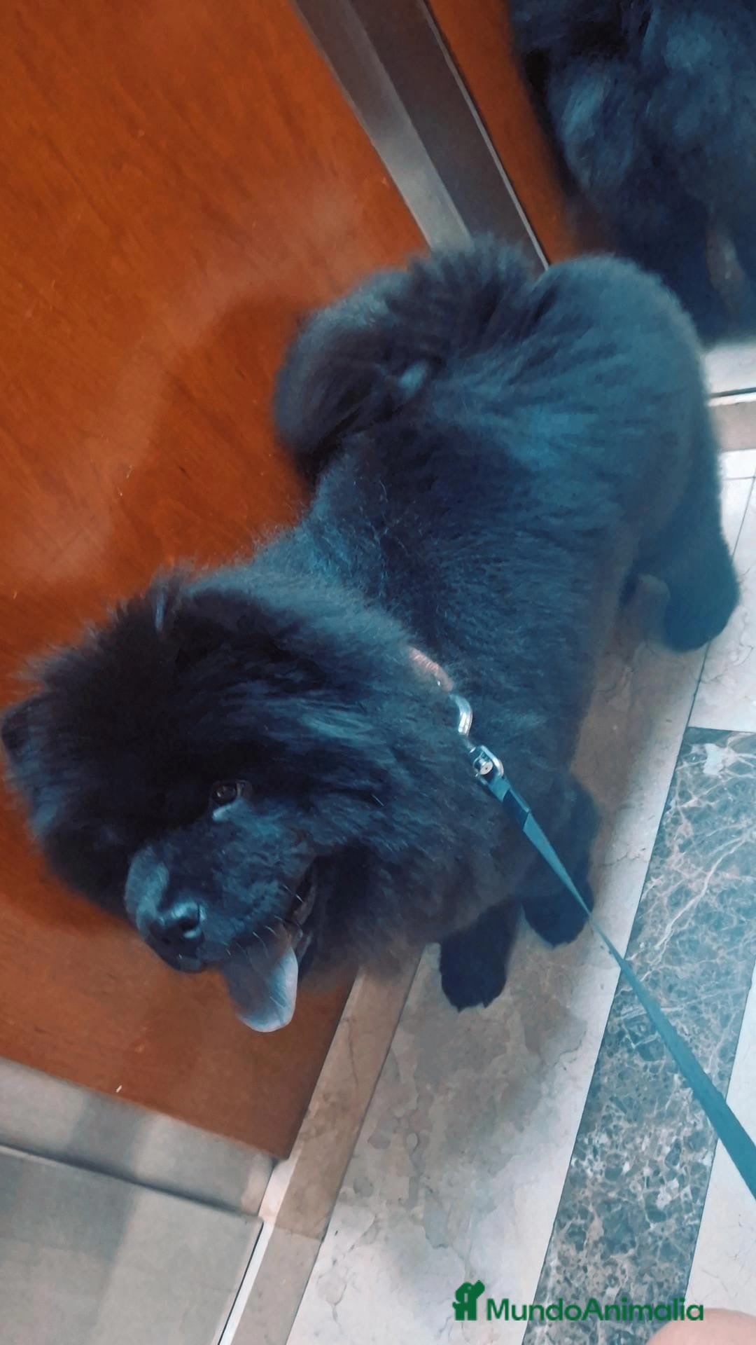 Chow Chow perros en venta: Linda hembra de Chow Chow lista para entregar  - Anuncio 3