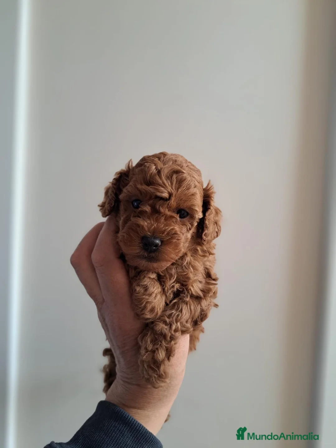 Caniche Toy perros en venta: Caniches toy  - Anuncio 5