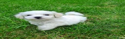 Bichón Maltés perros en venta: Bichoncitos Únicos en Zaragoza - Anuncio 1