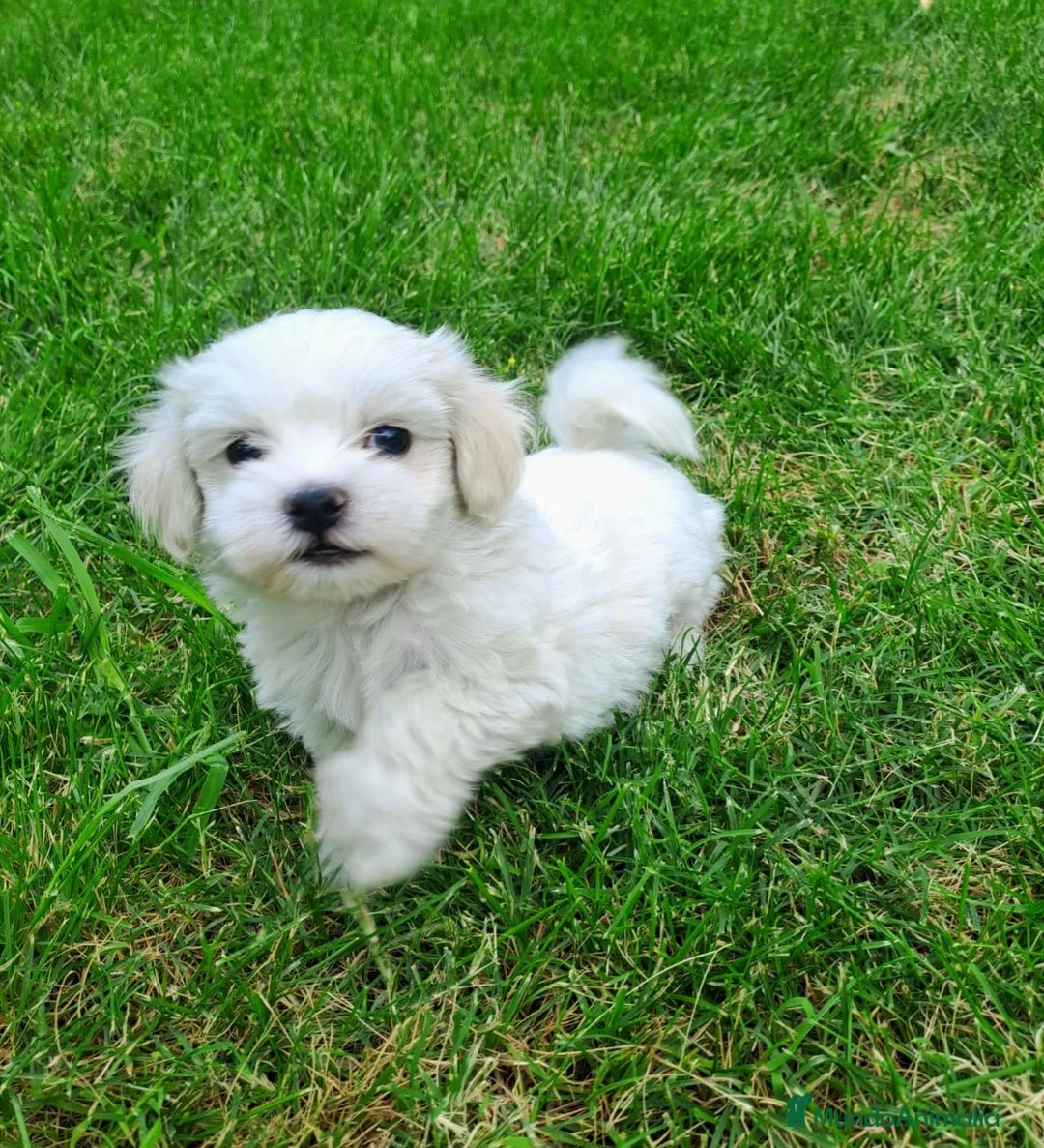 Bichón Maltés perros en venta: Bichoncitos Únicos en Zaragoza - Anuncio 1