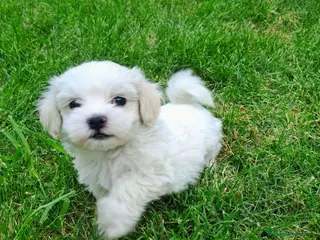 Bichón Maltés perros Bichoncitos Únicos - Anuncio 2