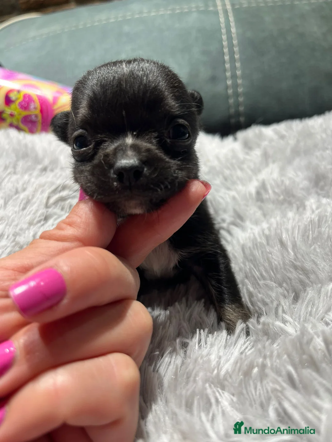 Chihuahua perros en venta: chihuahuas toys en Barcelona - Anuncio 2