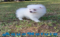 Pomerania perros en venta: Pomerania Hembra 1 de Grana y Pompom AQUANATURA - Imagen 1