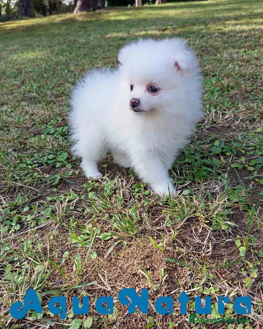 Pomerania perros en venta: Pomerania Hembra 1 de Grana y Pompom AQUANATURA - Anuncio 1
