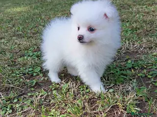 Pomerania perros Pomerania Hembra 1 de Grana y Pompom AQUANATURA - Anuncio 39
