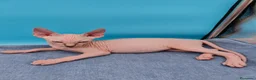 Sphynx gatos en venta: Impresionante machito ojos azules  - Anuncio 9