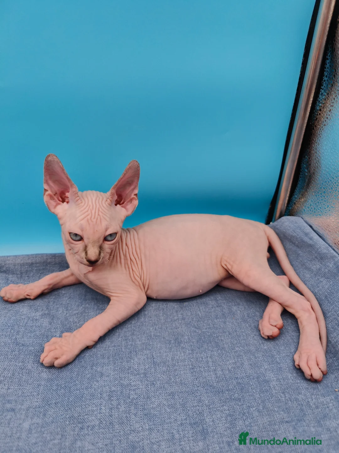 Sphynx gatos en venta: Impresionante machito ojos azules  - Anuncio 9