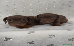 Teckel Miniatura perros en venta: Teckel Kanichen chocolate y mini pielbad  - Imagen 1