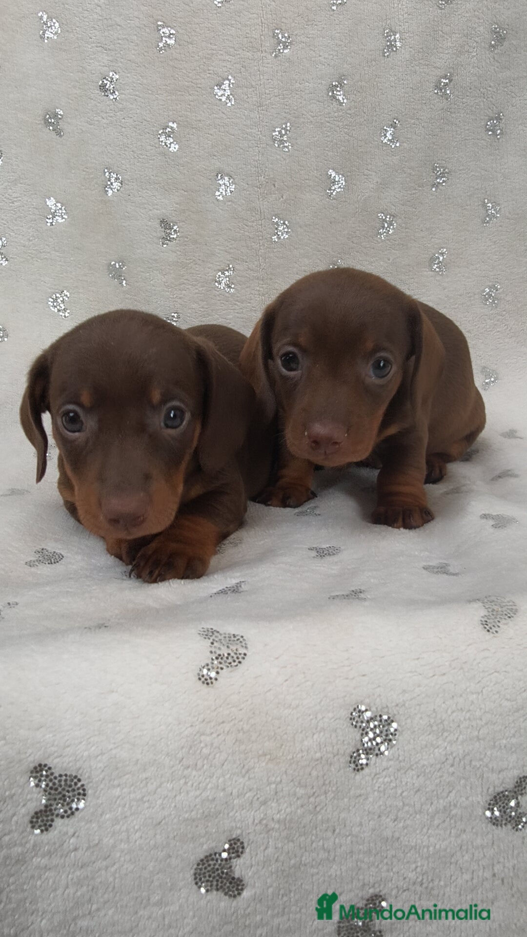 Teckel Miniatura perros en venta: Teckel Kanichen chocolate y mini pielbad  - Imagen 1