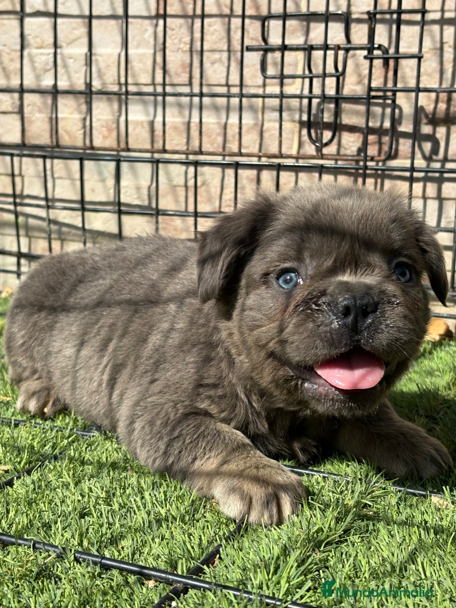 Bulldog Francés perros Cachorro fuffly  - Anuncio 1
