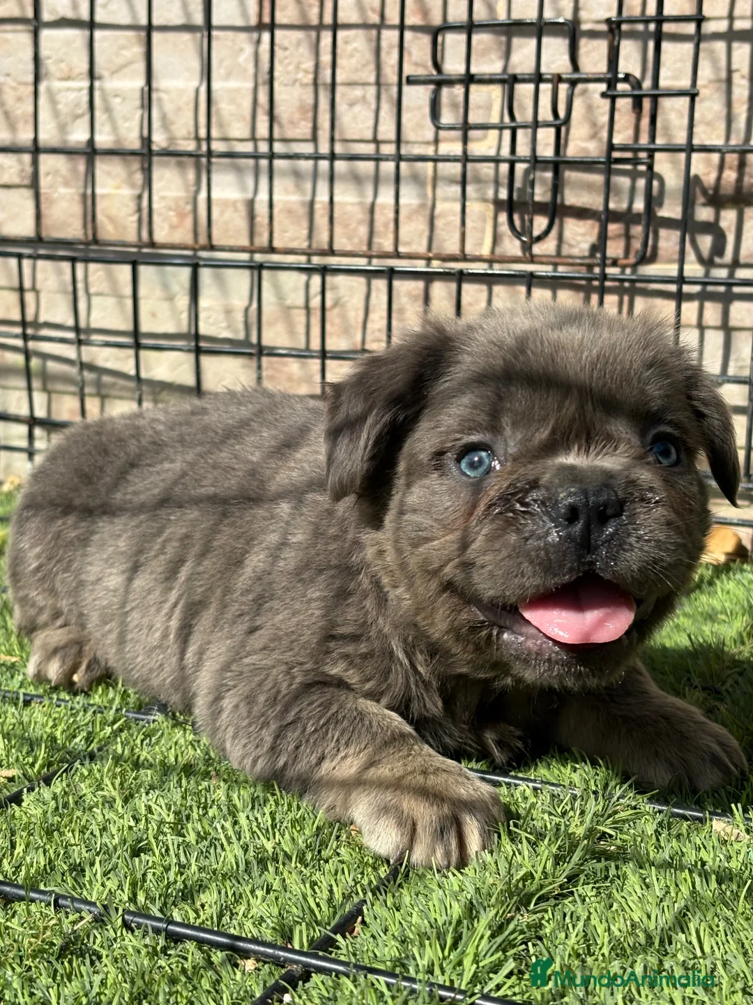Bulldog Francés perros en venta: Cachorro fuffly  - Anuncio 1