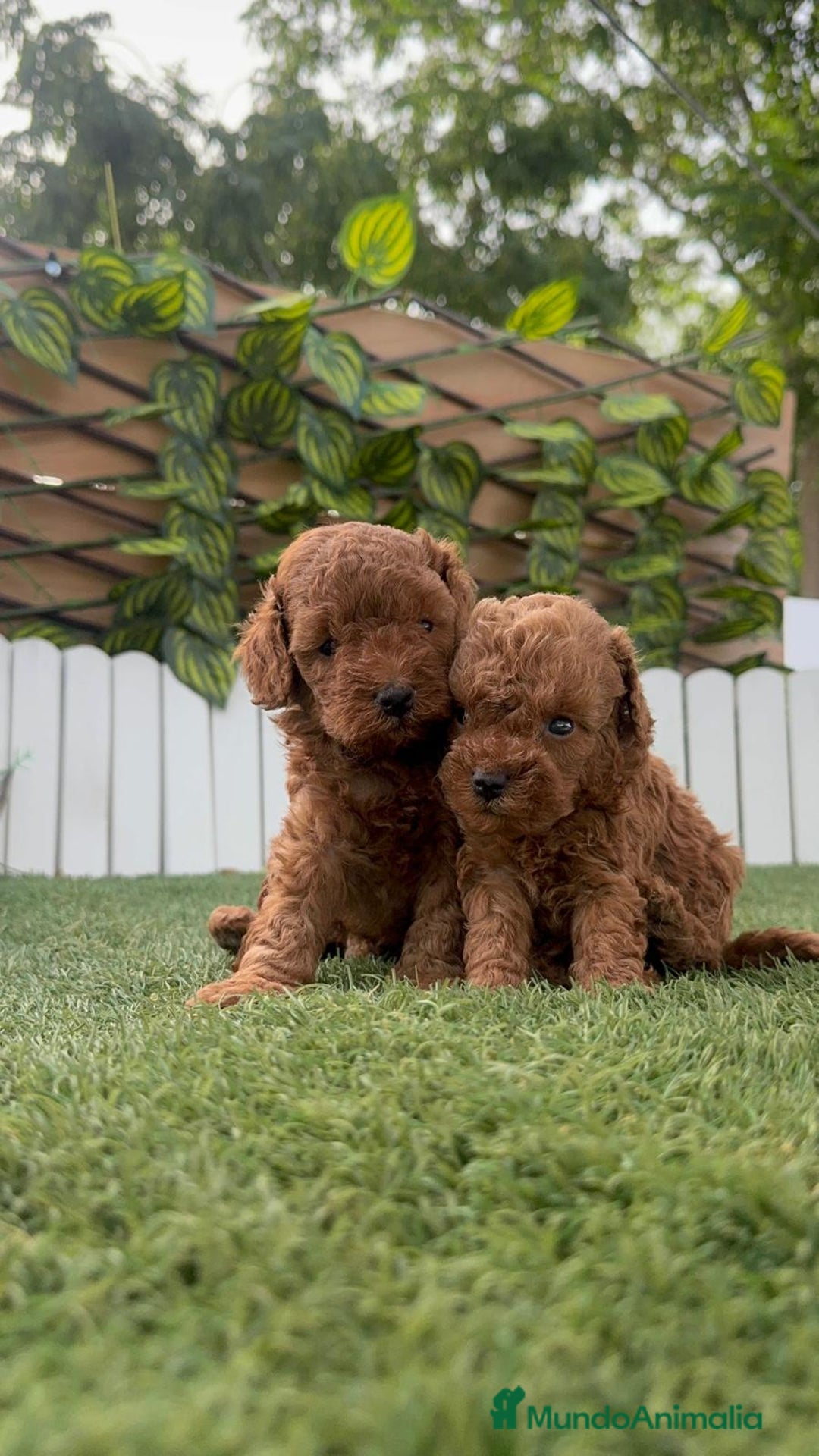 Caniche Toy perros en venta: CANICHE TOY - Imagen 11