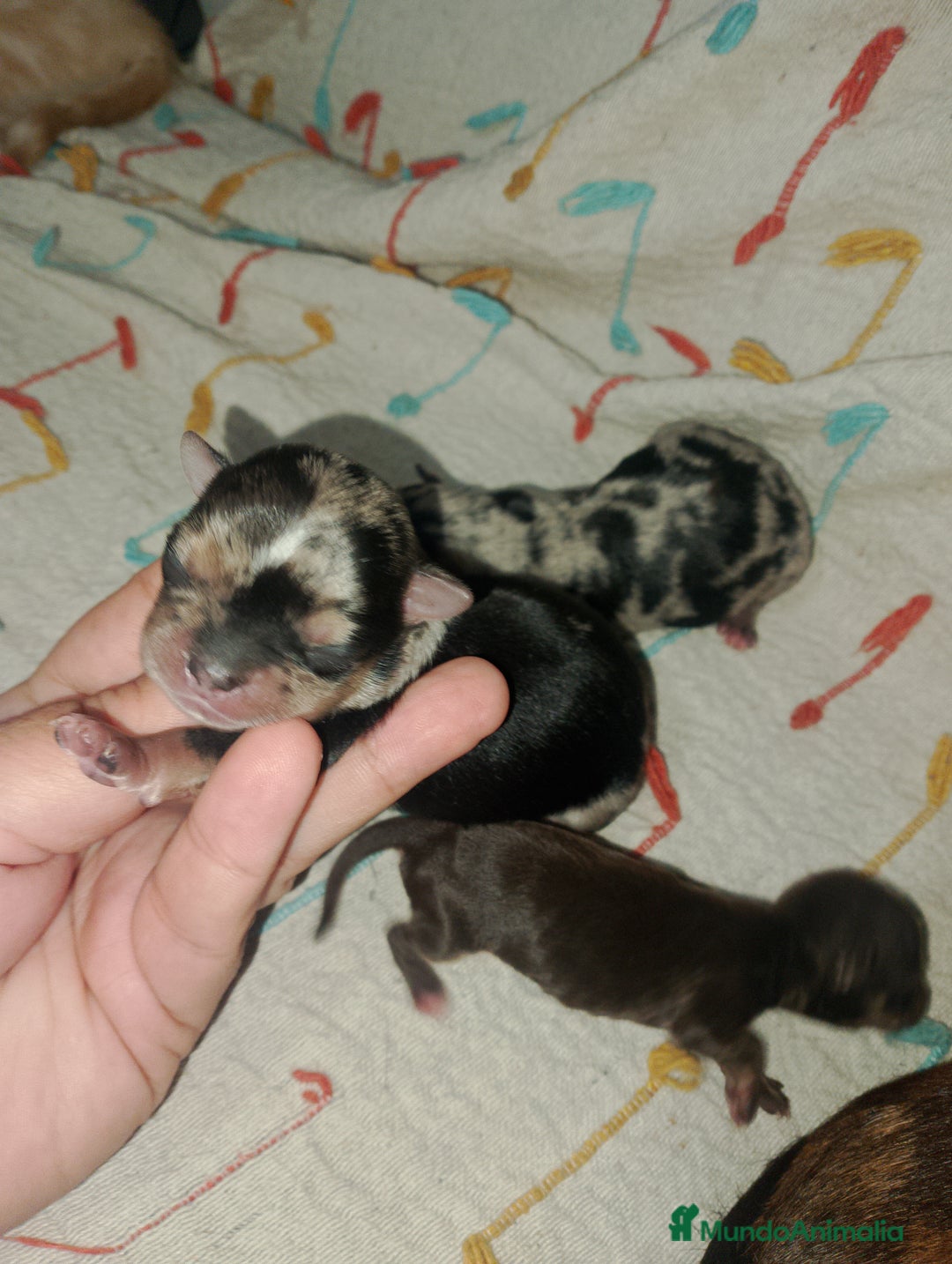Chihuahua perros en venta: Último cachorrito de Chihuahua Merle - Imagen 2