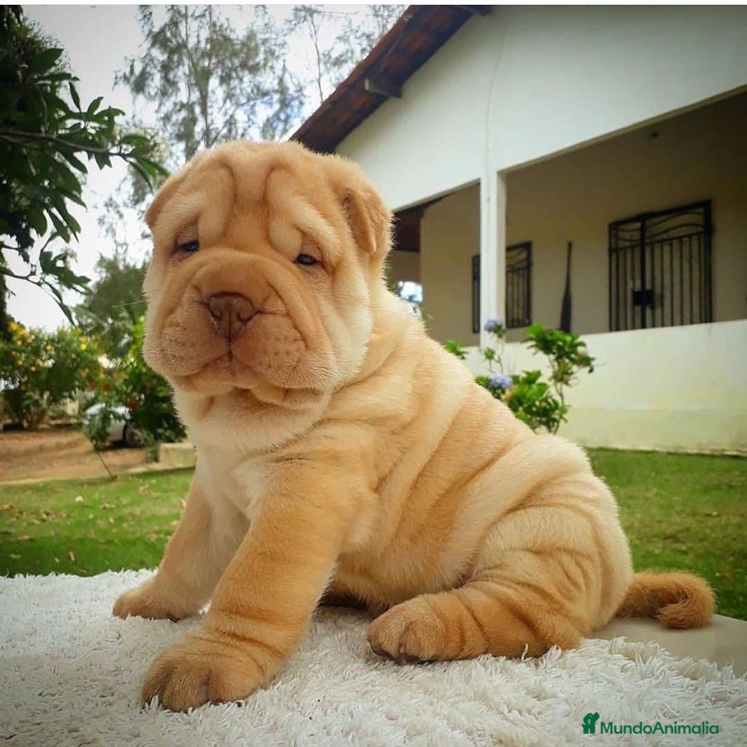 Shar Pei perros CAMADA DE SHARPEI DISPONIBLE  - Anuncio 2