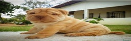Shar Pei perros en venta: CAMADA DE SHARPEI DISPONIBLE  - Anuncio 1