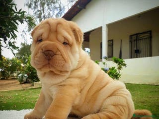 Shar Pei perros CAMADA DE SHARPEI DISPONIBLE - Anuncio 2