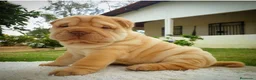 Shar Pei perros en venta: CAMADA DE SHARPEI DISPONIBLE  - Anuncio 1