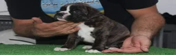 Boxer perros en venta: Cachorros boxer de alta selección  - Anuncio 19