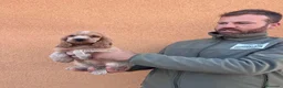Cocker Spaniel Inglés perros en venta: Cocker spaniel - Anuncio 4