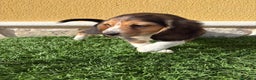 Beagle perros en venta: Preciosos cachorros de Beagle  - Anuncio 9