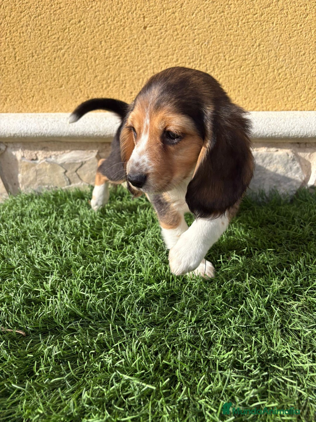 Beagle perros en venta: Preciosos cachorros de Beagle  - Anuncio 9