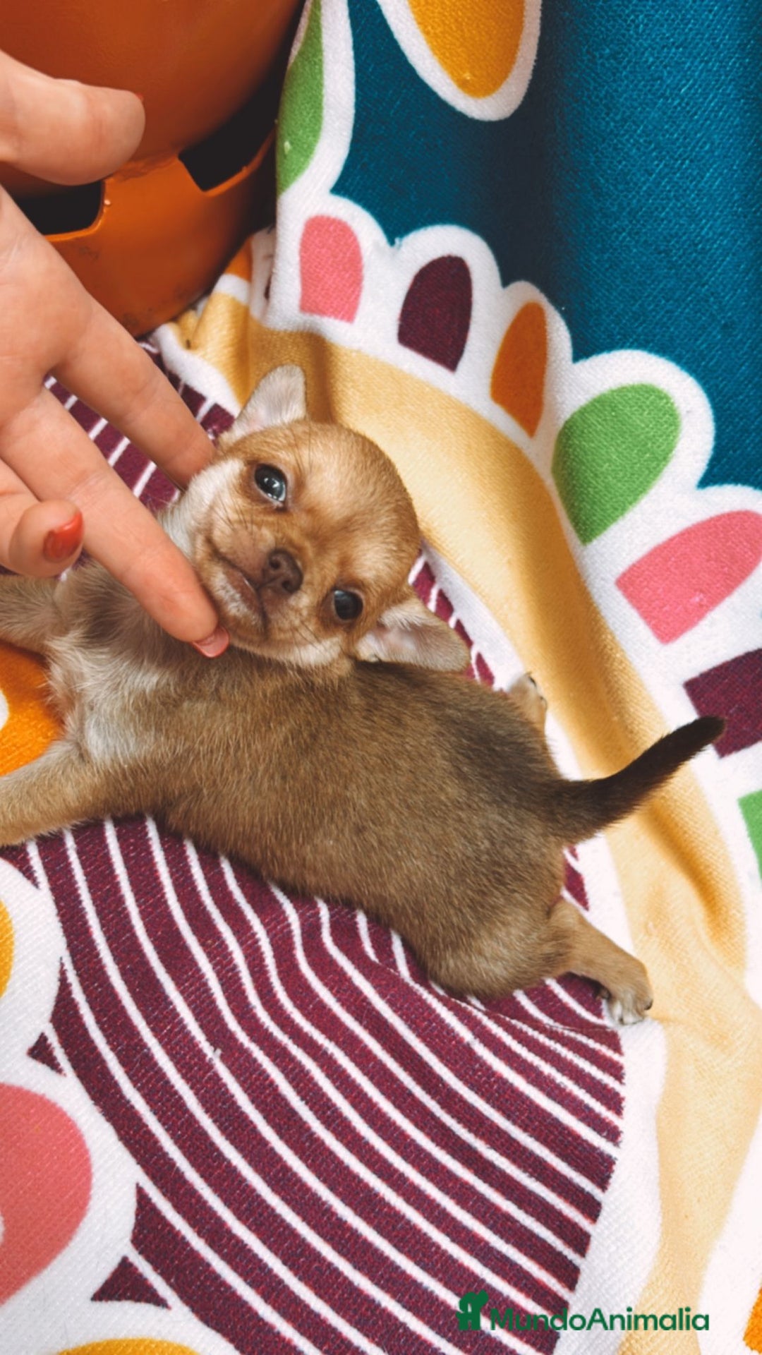 Chihuahua perros en venta: Chihuhua toy - Anuncio 3