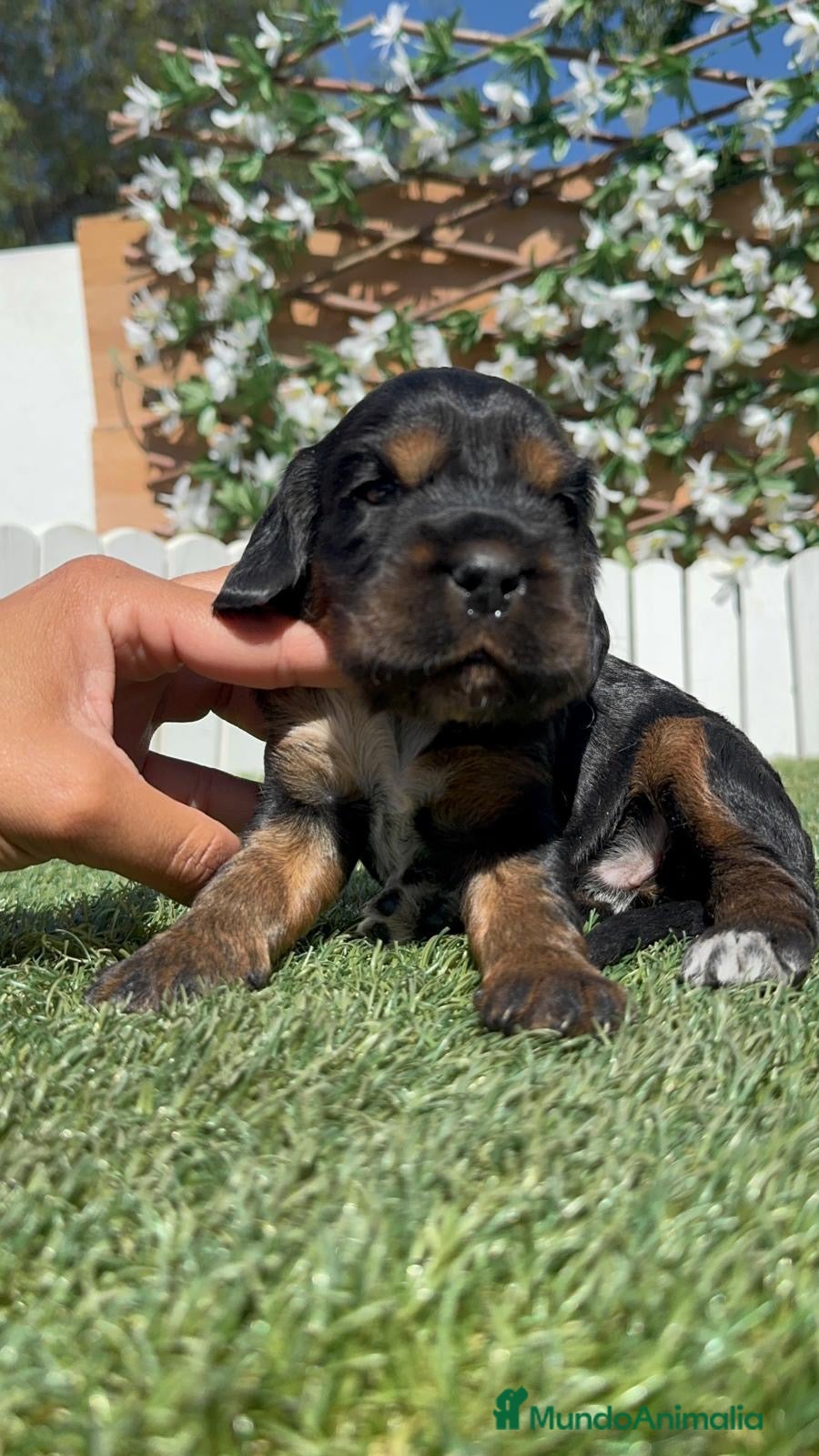Cocker Spaniel Inglés perros en venta: COCKER SPANIEL INGLÉS  - Anuncio 16
