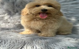 Maltipoo perros en venta: MACHITOS MALTIPOO DISPONIBLES - Imagen 4