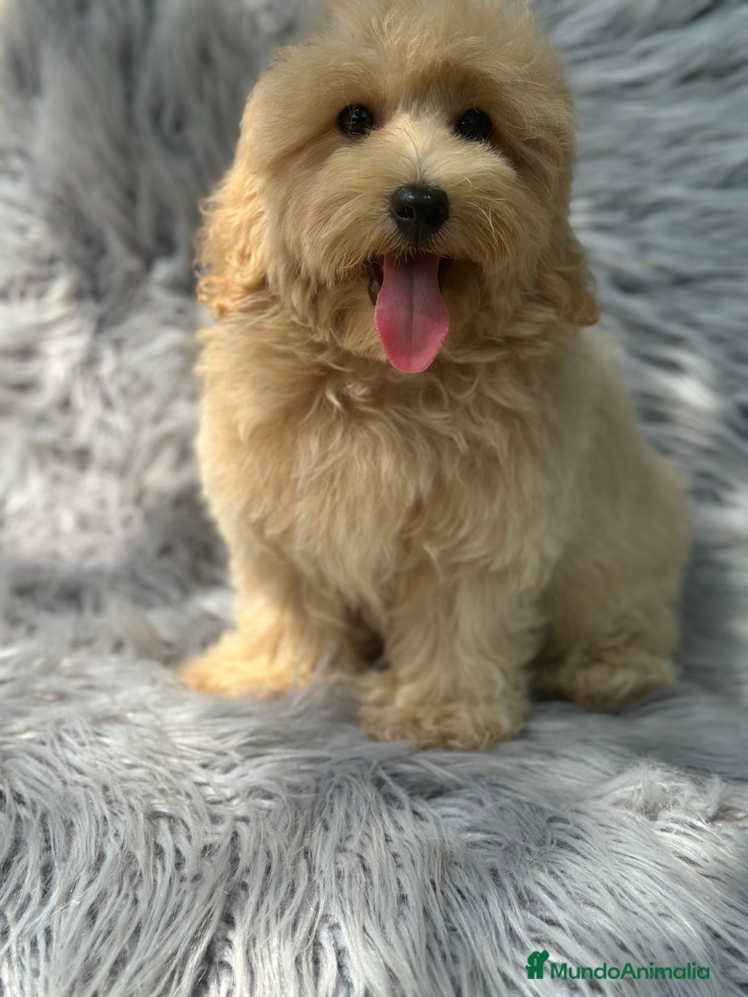 Maltipoo perros en venta: MACHITOS MALTIPOO DISPONIBLES - Imagen 4