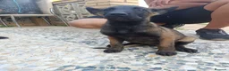 Pastor Belga Malinois perros en venta: Disponible 1 hembra de Pastor belga Malinois  - Anuncio 2