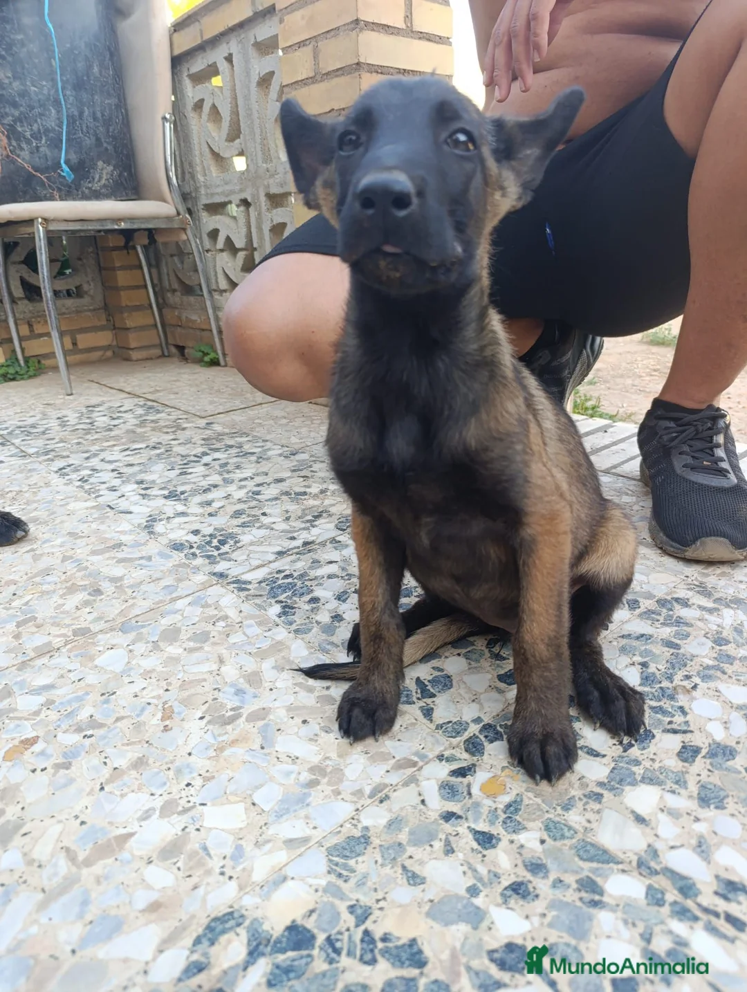 Pastor Belga Malinois perros en venta: Disponible 1 hembra de Pastor belga Malinois  - Anuncio 2
